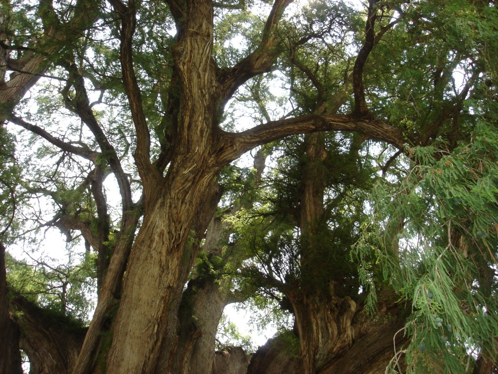 Árbol del Tule