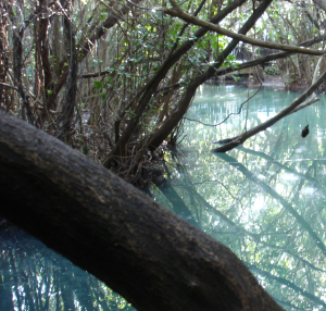 Estero en Yucatán en México